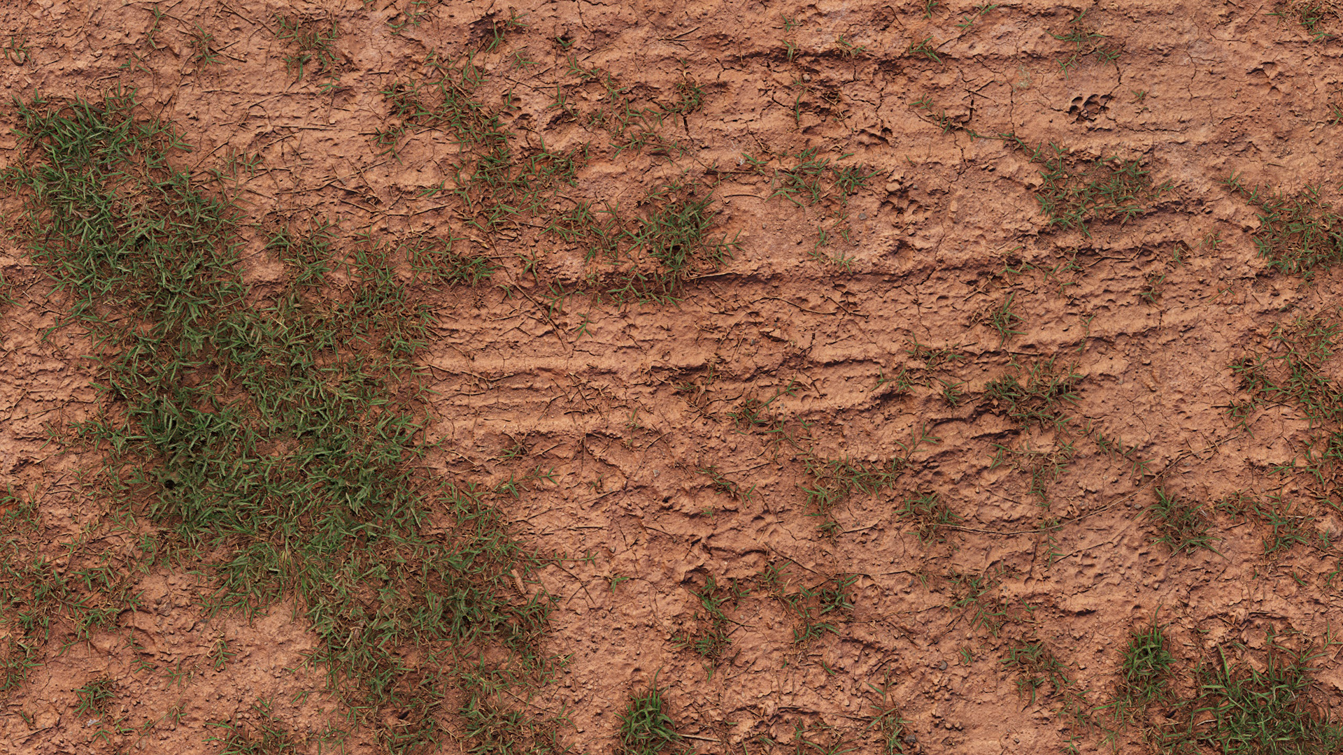 Forest Ground with Grass - forest ground with grass, forest texture preview image